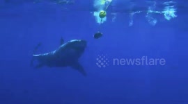 THIS fearsome Great White shark was smart enough to play the game of being teased by a brave Brit dangling its favourite yellowfin tuna.