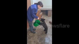 Bear Cubs Play with Plastic Bucket in Grodno Zoo, Belarus