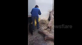 Bear Cubs Play with Zoo Worker as She Fills Their Aviary With Hay in Grodno, Belarus