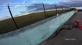 Moment huge alligator is captured walking across a busy highway - causing traffic to jam on both lanes