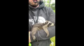 Man saves baby raccoon and reunites it with its mother after being stuck in his chimney