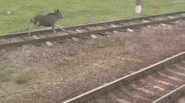 Moose races alongside passing train and 'accompanies' passengers to station in Russia
