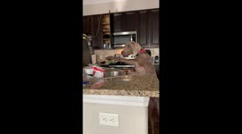 Weimaraner Reaches for Meat