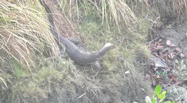 Water Monitor lizard - an amazing creature in the Indian Sundarbans