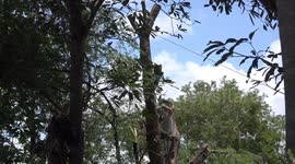 A man uses a chainsaw to cut down a tree that was damaged during a storm.