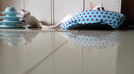 A very playful and naughty baby Shiro in the house.. His mama is patiently watching him.