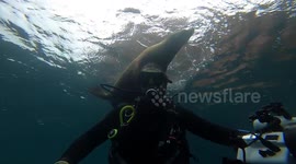 Cheeky sea lion pup clings onto diver's head like a hat off Mexico's coast