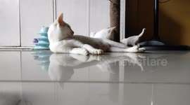 Shiro are now taking care of his baby brother Blue.. He wanted to play with him but Blue have other things in his mind.