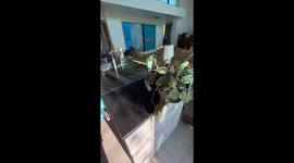 Catastrophe in Santa Barbara: a feline's floral fiasco unfolds