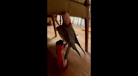 Upside-down feasting: clever parrot's unconventional snack retrieval technique