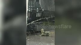 Monitor lizard tries to enter house to shelter from storm