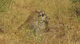 Young female leopard stumbles out of tree in order to receive affection from her mother