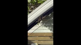 When You Find an Eight Legged Passenger in Your Van