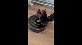 Chickens love cool ride on cordless robotic vacuum across house