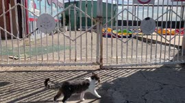 Alushta is the city of cats, located on the southern coast of the Crimean peninsula