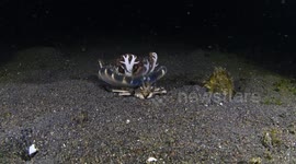 Clever crab carries jellyfish overhead to camouflage from predators