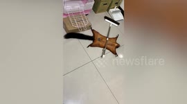 Give him an Oscar! Pet flying squirrel plays dead with a broom to get owner's attention