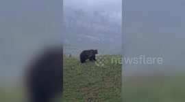Famous grizzly bear ‘Split Lip 136’ walks around Banff National Park in Canada
