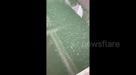 Japan: Hordes Of Jellyfish Spotted In River In Yokohama