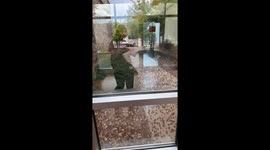 Hospital exit swarmed by insects in Nevada city invaded by millions of crickets