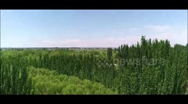 Xi visits Three-North Shelterbelt Forest Program in China's Inner Mongolia