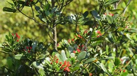 Protecting red-flowered black mangroves in China's Hainan