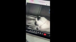 A Video Call With A Dog