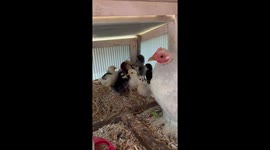 10 day old baby Pekin bantam chicks with the broody mamma hen. So cure and fluffy just adorable