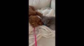 Cockapoo puppy is getting acquainted with its new friend Devon Rex Cat.