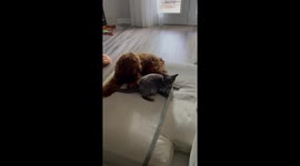 My cockapoo puppy is trying to annoy my cat Lola by chasing her tail, but Lola fights back