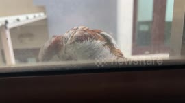 A  brown sparrow cleaning its feathers on my windowsill. cleaning its body also