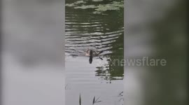 Mother duck left impaled by crossbow dart two days after shot by thug