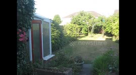 Bird's nest with robin chicks.