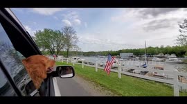 A pet family enjoy the brisk water of Kentucky Lake during the blistering heat of the summer