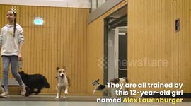 The Most Athletic Dogs on the Planet!