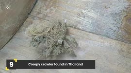 Sea Creatures You Never Knew Existed