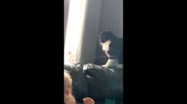 Cats Bat From Behind Curtain