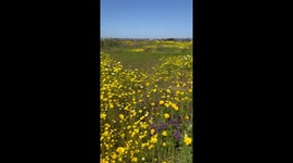 Wild Flower Bloom San Diego