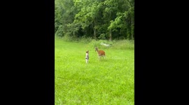Boy Learns Local Deer Hate Pets
