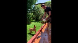 Martial Arts Pup Flips For Water