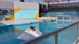Playful seal dangles head in water at zoo in Japan