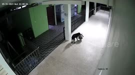 Stray bandit dog caught on CCTV stealing hospital's doormats in Thailand
