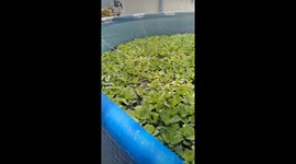 Conservation fish farming methods meant to encourage women and youths in farming