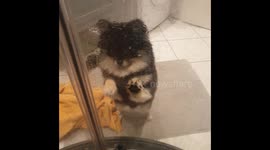 Little Zeytin is always scared, when I go to shower, because he thinks, he has to project me