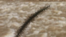 Between the forest and mountains the flower tree and beside fountain.