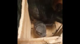 My beautiful Chinchilla-Mom with her 2 Babys, one day old.. exploring the world