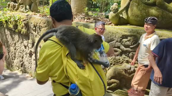 Monkey steals water bottle from man @ Ubud Monkey Forest Bali