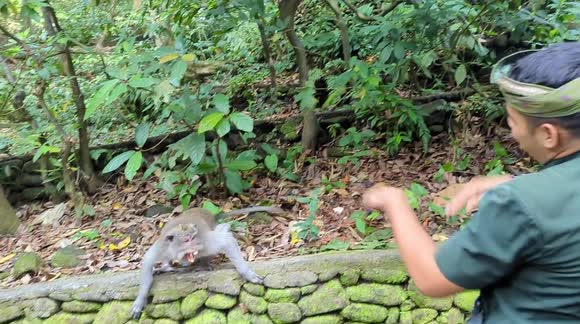 Monkey fights human @ Ubud Monkey Forest in Bali