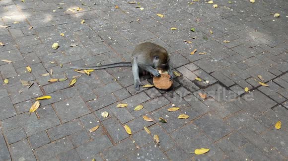 Adorable monkey's playful antics with tree stump