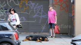 UK heatwave: Dog pants heavily and refuses to move any further in London